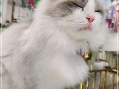 -喵喵咪呀布偶猫咖(春熙路店)