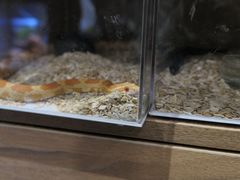 -酷以爬仙阁实体爬宠店·守宫·蜥蜴·专业繁育