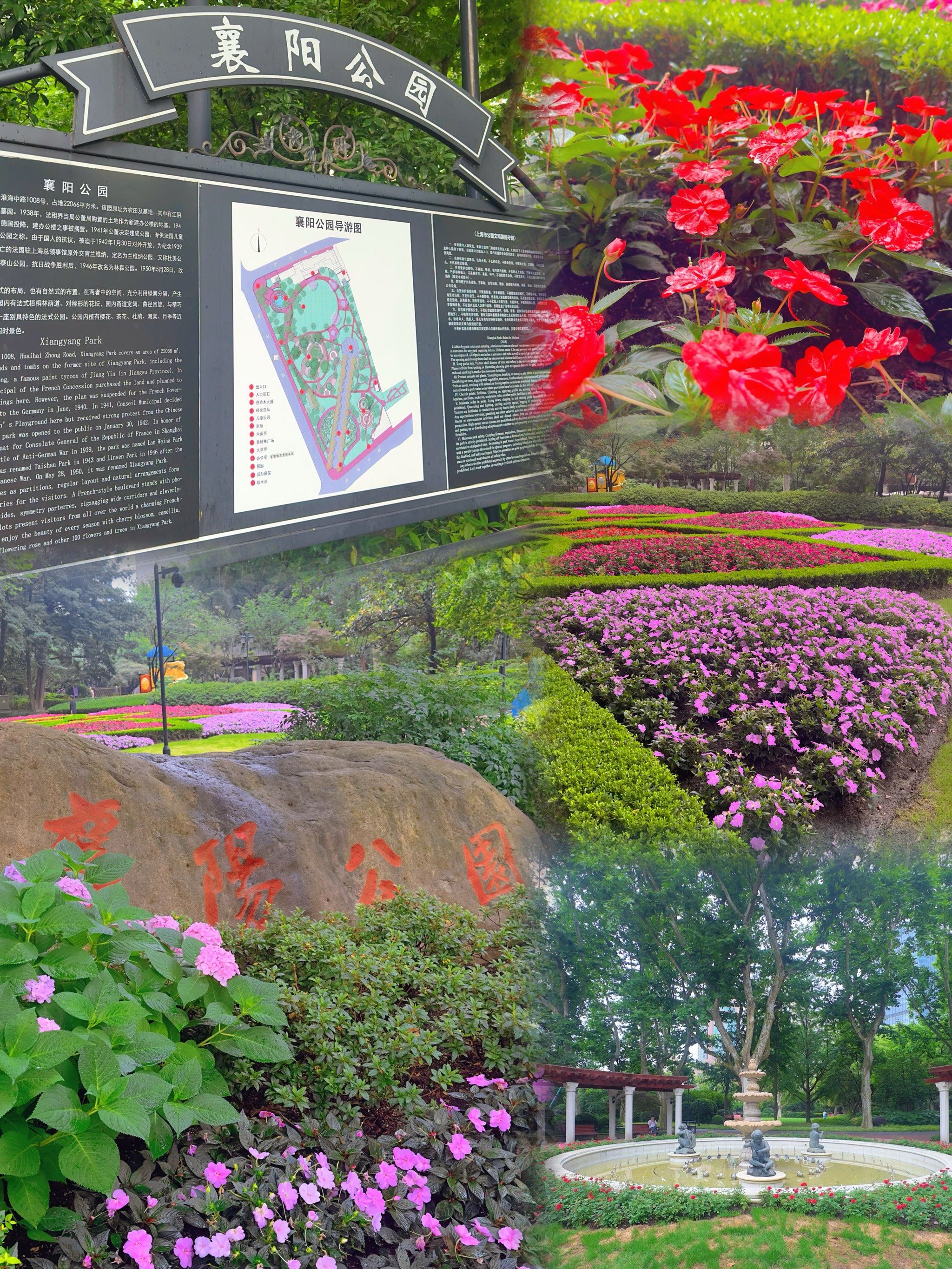 襄阳公园的郁金香开花了!