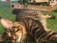 -袖虎·猫馆(体育西路店)