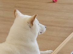 -南京Hallo宠物乐园·哈罗犬舍·柴犬繁育基地