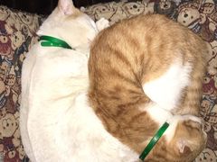 -星宿秘码(鼓浪屿老店)