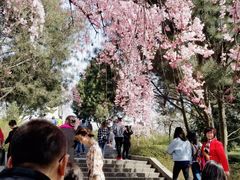 -西安青龙寺遗址景区