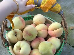 -老袁家蜜桃农场·阳山水蜜桃