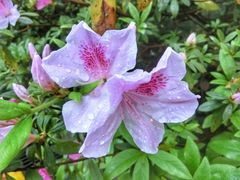 -九龙公园