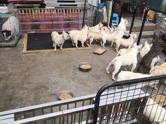 -保定市花鸟鱼虫市场