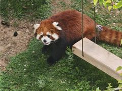 -青藏高原野生动物园