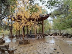 -金塔沙漠胡杨林景区
