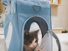 -千城康桥宠物医院·猫科·骨科·心脏