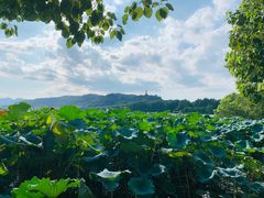 -湖畔居茶楼(湖滨店)