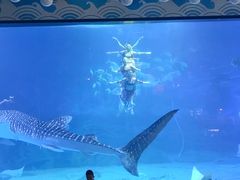 -烟台海昌鲸鲨海洋公园