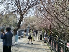-桃花堤公园