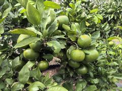 -前小桔亲子创意农场·草莓采摘·露营烧烤