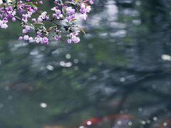 -西湖外事游船(花港观鱼码头)