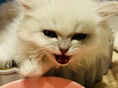 -屋虎猫馆(宝安大仟里店)