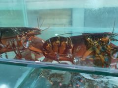 -雅逸居海鲜小厨