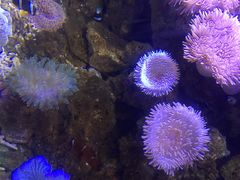 -芜湖新华联大白鲸海洋公园