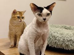 -有喵·猫咖·狗咖·30几只猫10只小狗(岗厦店)