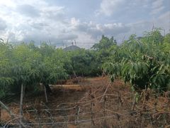 -老袁家蜜桃农场·阳山水蜜桃