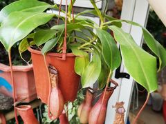 -金陵花卉交易市场