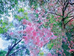 -深圳国际园林花卉博览园