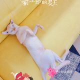 呼和浩特｜小巷里的猫客厅
