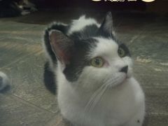 -猫咪博物馆(顶澳仔猫街店)