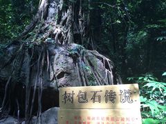 -莫里热带雨林景区