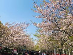 -高东镇樱花园