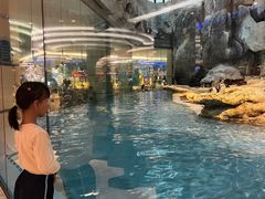 -帝企鹅自助餐厅•儿童岛•真企鹅(长隆企鹅酒店)