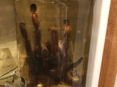 -墨尔本博物馆(Melbourne Museum)