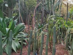 -呀路古热带植物园