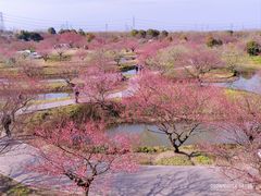 -花开海上生态园