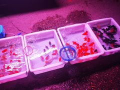 -中环花鸟鱼虫市场