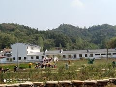 -千年银杏谷文化旅游区