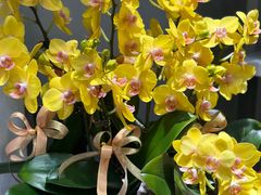 -循礼门鲜花花市(武汉循礼门店)