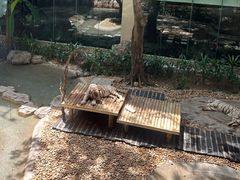 -麒麟中餐厅·经典粤菜·地道菜式老字号(广州长隆酒店)