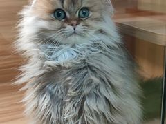 -猫十亿·布偶金渐层·曼基康矮脚猫舍(青年路店)