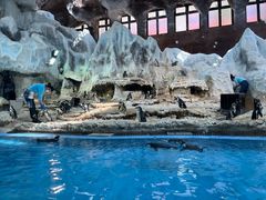 -帝企鹅自助餐厅•儿童岛•真企鹅(长隆企鹅酒店)