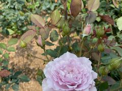 -人民公园(罗湖区)