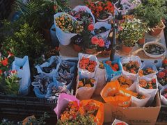 -中环花鸟鱼虫市场