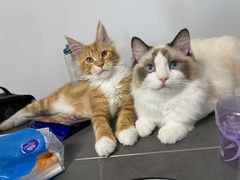 -猫十亿·布偶金渐层·曼基康矮脚猫舍(青年路店)