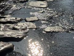 -十八棵（老龙井）御茶园(老龙井店)