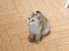 -吉丁鸟咖·异宠·寄养