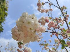 -天适樱花悠乐园