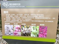 -高东镇樱花园