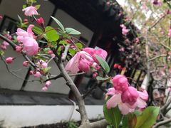 -上海醉白池公园