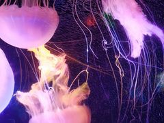 -太平洋海底世界