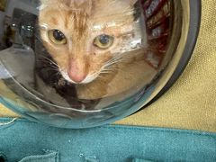 -瑞派旺宝宠物医院·犬猫全科综合·尿道专科(莲兴院)