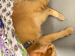 -Again Coffee Roaster(香蜜湖店)